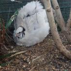 Japanse kwartel, Dieren en Toebehoren, Vogels | Overige Vogels, Mannelijk, Tropenvogel