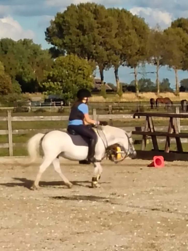 Verzorgpony gezocht (voorne aan zee), Dieren en Toebehoren, Paarden en Pony's | Verzorgingsproducten, Nieuw, Ophalen of Verzenden
