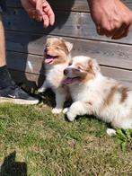 Prachtige australische herder pups, Dieren en Toebehoren, België, 8 tot 15 weken, CDV (hondenziekte), Meerdere
