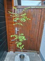 Es, Tuin en Terras, Ophalen, Bamboe