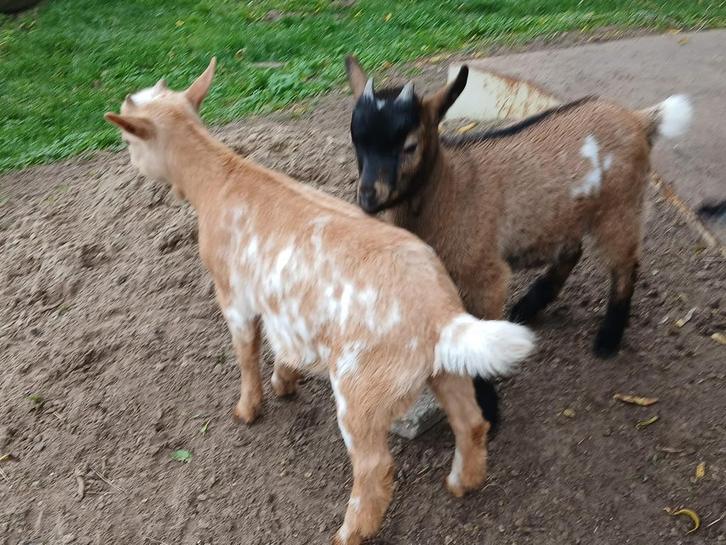 Dwerggeiten bokjes, Dieren en Toebehoren, Schapen, Geiten en Varkens, Geit, Mannelijk