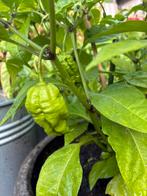 Carolina Reaper Peper, Tuin en Terras, Planten | Tuinplanten, Volle zon, Eenjarig, Ophalen of Verzenden, Zomer