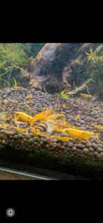Gele garnalen, Dieren en Toebehoren, Vissen | Aquariumvissen, Kreeft, Krab of Garnaal