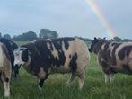 Bonte rammen, Dieren en Toebehoren, Schapen, Geiten en Varkens, Mannelijk, Schaap