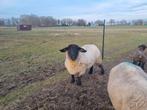 Suffolk ooi, Dieren en Toebehoren, Schapen, Geiten en Varkens, Vrouwelijk, Schaap