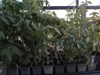 Tomaten, vleestomaat, cherry tomaten planten, Ophalen, Volle zon, Groenteplanten, Eenjarig