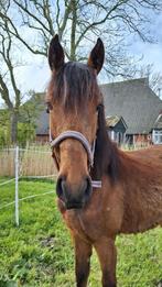 Brave Twenter merrie te Koop, Dieren en Toebehoren, Onbeleerd, Gechipt, Merrie, 0 tot 2 jaar