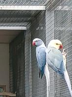 Gevraagd halsbandparkiet man, Meerdere dieren, Parkiet