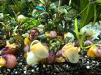 Te koop  mooie appelslakken, Dieren en Toebehoren, Vissen | Aquaria en Toebehoren, Ophalen, Plant(en), Steen of Hout
