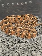 8.4 bitis arietans kaduna nigeria, Dieren en Toebehoren, Reptielen en Amfibieën, Slang, 0 tot 2 jaar