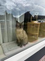 Kater ter adoptie, Kater