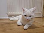 Europes korthaar, Dieren en Toebehoren, Katten en Kittens | Raskatten | Korthaar, Poes, 0 tot 2 jaar