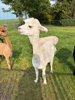 Alpaca merrie, Vrouwelijk, Voor 1 juli 2024