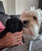 Lieve boomer pups, Dieren en Toebehoren, Honden | Niet-rashonden, Parvo, 8 tot 15 weken, Meerdere, Meerdere dieren