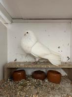 Veleno kropper duivin 2025, Vrouwelijk, Kropper