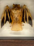 Vleermuis in lijst, Verzamelen, Dierenverzamelingen, Ophalen of Verzenden, Insect, Opgezet dier