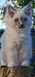 Ragdoll meisje met stamboom., Dieren en Toebehoren, Poes, Gechipt