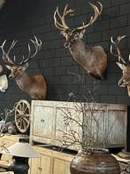 Edelhert hert hertenkop opgezet opgezette taxidermie veluwe, Ophalen, Nieuw, Hert, Opgezet dier