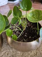 Pilea peperomioides pannenkoekplant, Ophalen, Halfschaduw, Minder dan 100 cm