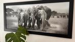 Schilderij olifanten, Ophalen, 50 tot 75 cm, 125 cm of meer, Zo goed als nieuw