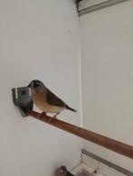 2 jonge gouldamadines, Dieren en Toebehoren, Meerdere dieren