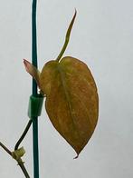 Philodendron Micans Mint Variegata #3, Huis en Inrichting, Kamerplanten, Ophalen of Verzenden, Halfschaduw, Minder dan 100 cm