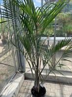 Dypsys Decarii Palmboom, Volle zon, Vaste plant, Zomer, Ophalen