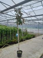 Magnolia grandiflora, Ophalen, Lente, Volle zon, Overige soorten