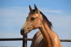 Dringend: valk PRE merrieveulen, Dieren en Toebehoren, Merrie, Niet van toepassing, Dressuurpaard, 0 tot 2 jaar