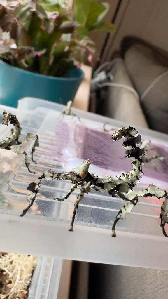 Flappentakken “Innisfail” korstmos extatosoma tiaratum, Dieren en Toebehoren, Insecten en Spinnen, Wandelende tak