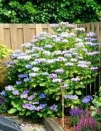 Hortensia, Tuin en Terras, Planten | Tuinplanten, Ophalen, Zomer, Overige soorten, Halfschaduw