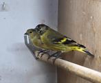 Te koop: jonge zwartkopsijzen, Dieren en Toebehoren, Vogels | Overige Vogels, Meerdere dieren, Geringd