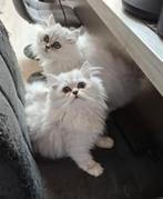 Britse langhaar kitten katertje nog 1 mag verhuizen, Dieren en Toebehoren, Katten en Kittens | Raskatten | Langhaar, Meerdere dieren