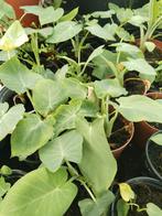 Surinaamse Tajerblad planten 2,00 per stuk., Tuin en Terras, Planten | Tuinplanten, Volle zon, Groenteplanten, Eenjarig, Ophalen of Verzenden
