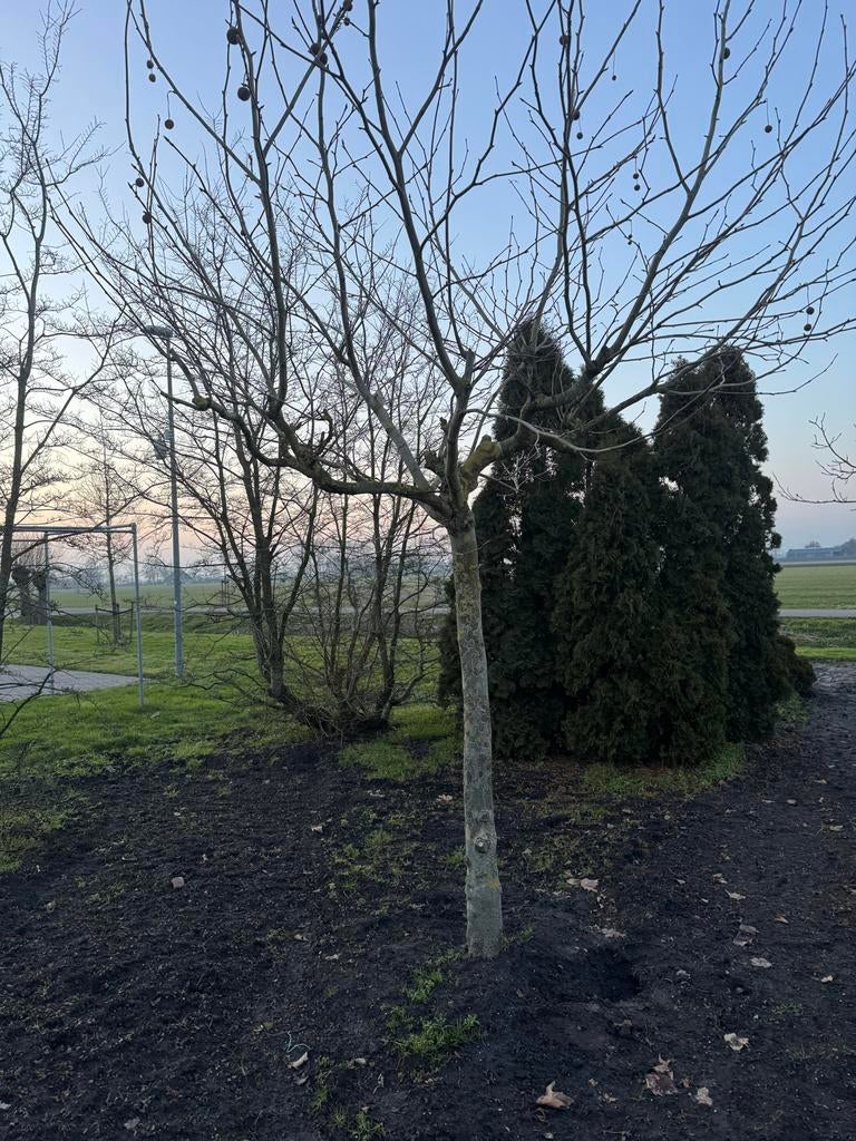 Prachtige Plataan Boom, Bloeit niet, Overige soorten, 100 tot 250 cm, Ophalen