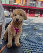 Te koop: toy poedel Izzy, Dieren en Toebehoren, Honden | Niet-rashonden, 15 weken tot 1 jaar, Eén hond, Middel, Nederland