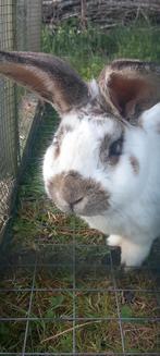 Dekram GROOT LOTHARINGER VLAAMSE REUS, Dieren en Toebehoren, Konijnen, Mannelijk, Groot