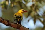 Nu te reserveren Afrikaanse Wielewaal – Uniek koppel exotisc, Meerdere dieren, Tropenvogel, Geringd
