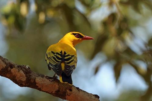 Nu te reserveren Afrikaanse Wielewaal – Uniek koppel exotisc, Dieren en Toebehoren, Vogels | Overige Vogels, Tropenvogel, Meerdere dieren