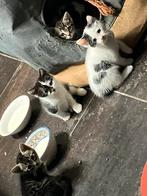 5 Jonge kittens heel aanhankelijk, Dieren en Toebehoren, Katten en Kittens | Dekkaters