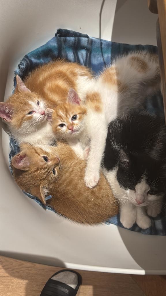 Kittens, Dieren en Toebehoren, Katten en Kittens | Overige Katten, Kortharig, Geslacht onbekend, 0 tot 2 jaar