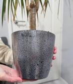 Een zilvere bloempot, Overige vormen, Binnen, Gebruikt, Minder dan 25 cm