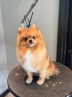 Dekreu aangeboden, Reu, 1 tot 2 jaar, Parvo, Eén hond