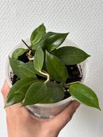 Hoya Sunrise, Huis en Inrichting, Kamerplanten, Ophalen of Verzenden, Halfschaduw, Minder dan 100 cm