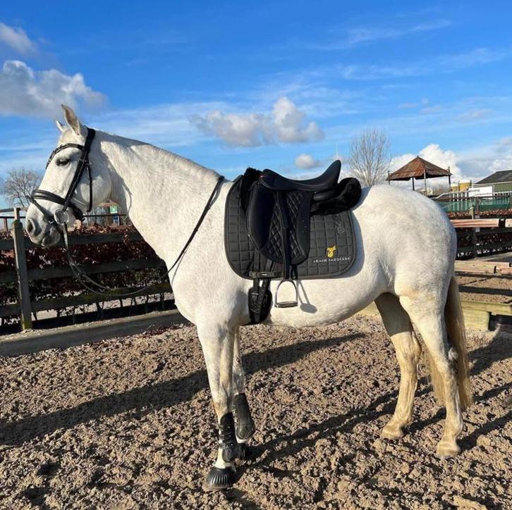 Te koop 2 jaar oud EDIX Tudor zadel 17.5 inc, Dieren en Toebehoren, Paarden en Pony's | Zadels, Zo goed als nieuw, Dressuur, Ophalen of Verzenden