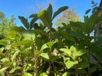 Pepermunt (Mentha piperita) biologisch!, Kruiden, Zomer, Vaste plant, Ophalen