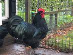 Broedeieren australorp zwart, Dieren en Toebehoren, Pluimvee, Geslacht onbekend, Kip