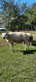 Te koop 4 top overjarige Texelaar stamboek rammen, Dieren en Toebehoren, Schapen, Geiten en Varkens, Mannelijk, Schaap