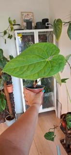 Anthurium crystallinum x luxurians, Overige soorten, In pot, Minder dan 100 cm, Groene kamerplant