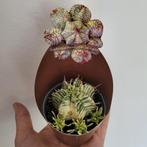 Euphorbia meloformis variegated, Ophalen of Verzenden, Overige soorten, Minder dan 100 cm